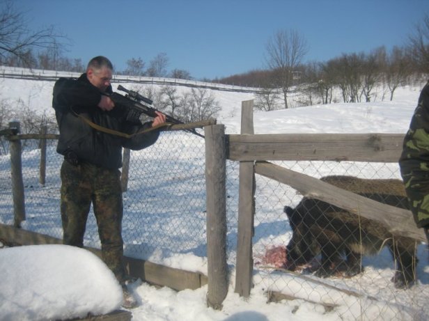 сафари кабан в упор