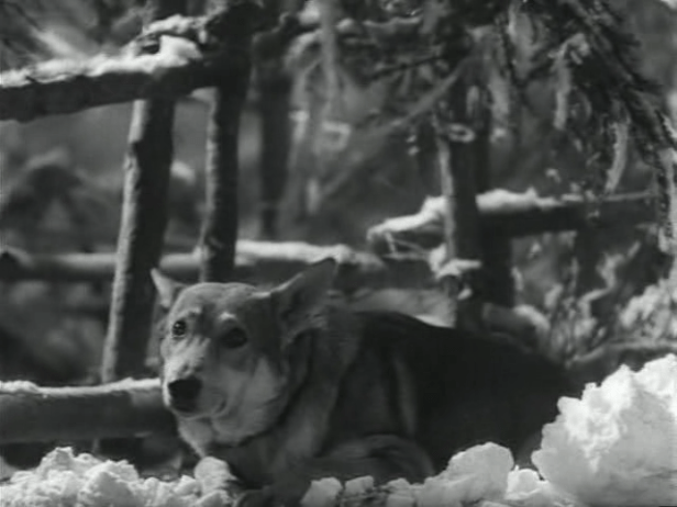 джульбарс белый клык