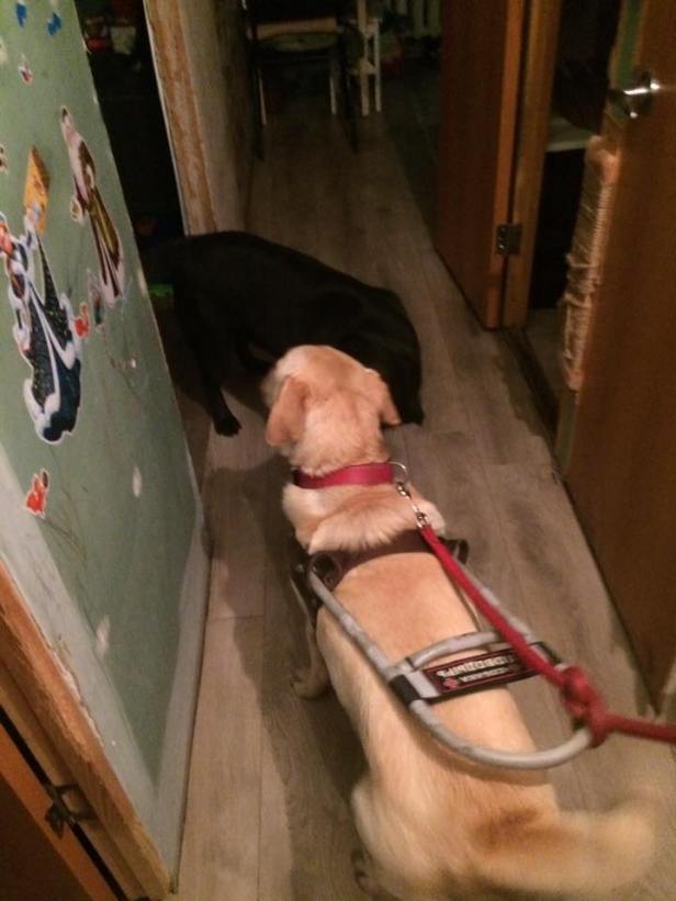 дьякова подарки две собаки