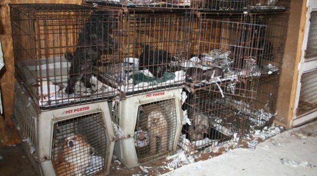 фабрика щенков зима