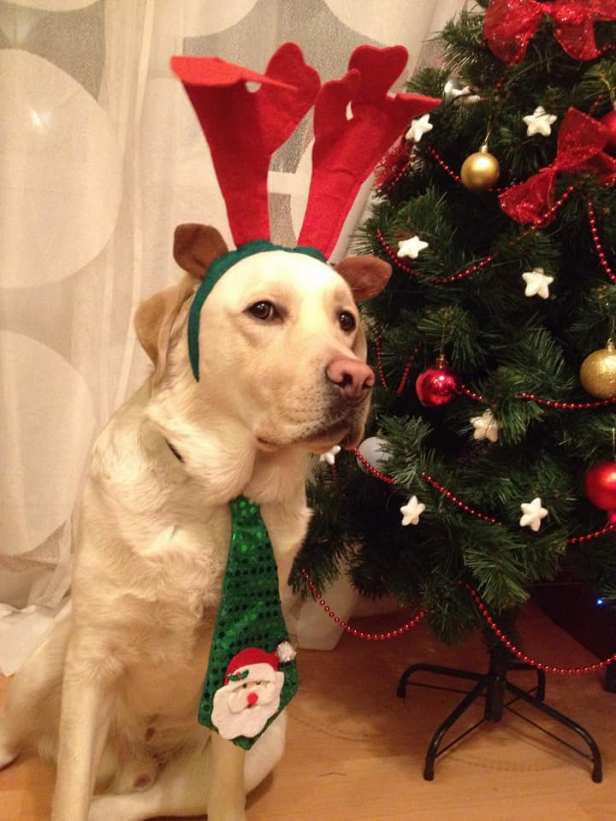 нов год соснов дик олень