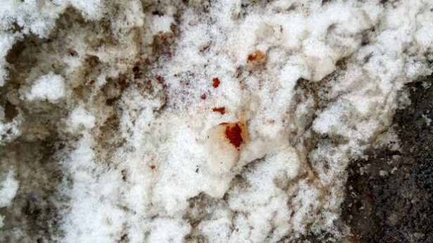 5_27912977_1831873200177241_8833677607102927825_o-e1519298915508