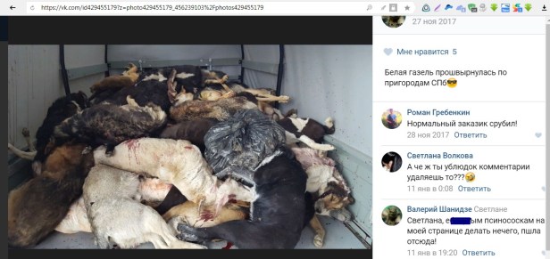 белая газель трупы