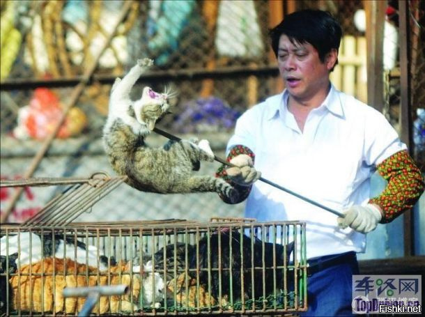 датта кошку готовит