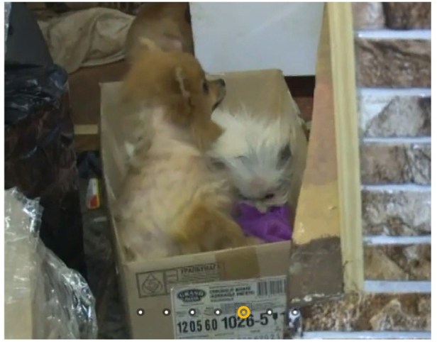 шпицы мурманск коробка